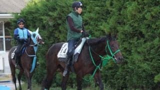 【日経新春杯】エアウィンザー陣営「障害練習の効果あり。いいころに近づいている」/ねぇさんのトレセン密着