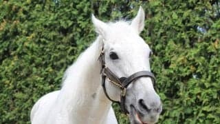 芝・ダート両GI制覇のクロフネが23歳で死亡　種牡馬としてもカレンチャン・ソダシらの父に