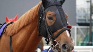 【TCK女王盃】クロフネの娘も2頭出走　少数精鋭9頭立てとなった牝馬の戦い