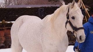 【JRA】17日に他界のクロフネ、今週末は産駒8頭が出走　「母の父クロフネ」は東海Sのハヤヤッコなど