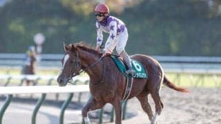 【次走】サンライズノヴァはフェブラリーSへ直行、根岸Sには出走せず