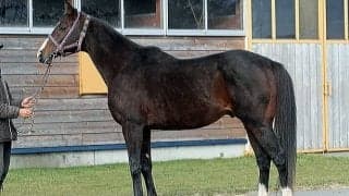 サイモンラムセスが種牡馬としてファーストシーズンへ　父はブラックタイド、半妹にオパールムーン