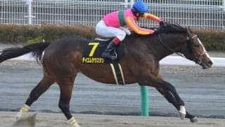 根岸Ｓで新ダートの名馬は現れるか。期待はコース適正◎の２頭