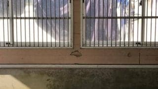 【根岸S】好状態のデザートストームとカワカミプリンセスが残した“跡”/ねぇさんのトレセン密着