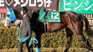 東京新聞杯でのオイシイ存在。過去の激走馬に酷似した３頭を見つけた