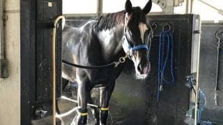 【東京新聞杯】サトノアーサー陣営「体が引き締まってきました」/ねぇさんのトレセン密着