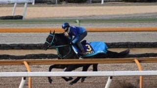 エアアルマス、フェブラリーS1週前追い切り速報/栗東トレセンニュース