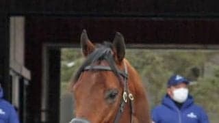 米G1馬ナダルなど新種牡馬5頭含む28頭展示 社台SSで種牡馬総合展示会が開催