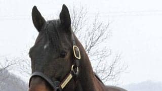 イーストスタッド種牡馬展示会　新種牡馬ハッピースプリント、キタノコマンドールなど22頭