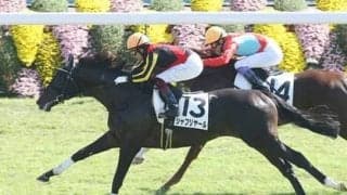 共同通信杯は京成杯の負け組、ディープ産駒、３番人気で好配当を狙え