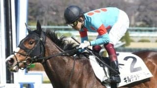 【京都牝馬S見どころ】混戦模様の牝馬限定戦にギルデッドミラーらが出走