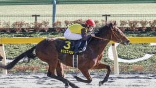 【フェブラリーS見どころ】カフェファラオが人気の中心か