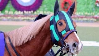 【中山記念想定】昨年4連勝のバビット、現在3連勝中ヒシイグアスなど