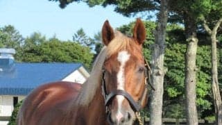 【JRA】菊花賞馬トーホウジャッカルの産駒が初勝利、トーホウスザクが小倉3RでV