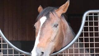 ジャングルポケット23歳で死す、牧場関係者「もう少し長生きしてほしかった」