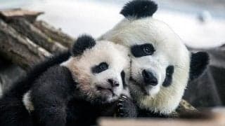 クラブロゴから動物の姿消える？　世界野生生物の日に各クラブが啓発活動