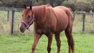 新種牡馬ナムラタイタン、ヘニーハウンドの産駒がJRA初出走へ