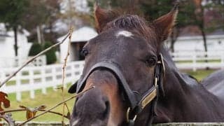 ネオユニヴァース死亡に吉田照哉氏「自慢の生産馬。どうか安らかに眠って欲しい」