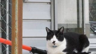 【地方競馬】大井所属の競走馬を見守る小林牧場の『番猫』