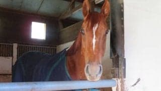 【地方競馬】サウンドトゥルー引退、功労馬に！ 佐藤師「たくさんの人に感動を与えて続けてくれた本当にすごい馬」