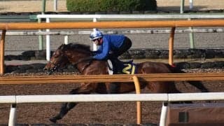 ラウダシオン、高松宮記念1週前追い切り速報/栗東トレセンニュース