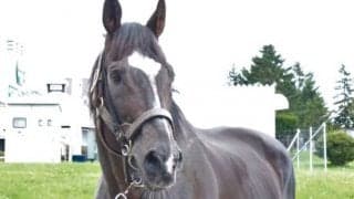 プリサイスエンドが死亡、24歳　グロリアスノア・カフジテイクらの父