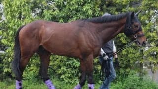 【阪神大賞典】ユーキャンスマイル陣営「この馬らしさが戻ってきた」/ねぇさんのトレセン密着