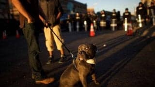 「彼より優れたDFを教えてくれ」驚異の守備力を持つワンちゃんに海外でも驚きの声「素晴らしいマン・マーク」