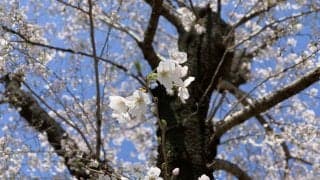 第730回　２年分のスポトウ　執筆者・小林夏実