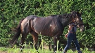 【高松宮記念】ダノンファンタジー陣営「落ち着きがあっていい雰囲気」/ねぇさんのトレセン密着