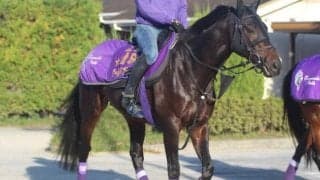 【日経賞】ワールドプレミア陣営「臨戦体勢が整った」/ねぇさんのトレセン密着