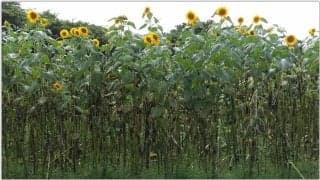 バランス良い栄養補給が健康的な身体づくりに寄与する