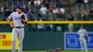 【MLB】グラウンドにネコ“乱入”の「カメラワークが素晴らしい」　捕獲に場内大ブーイング