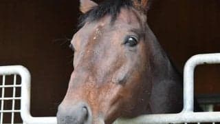 キングカメハメハ産駒がJRA通算2000勝達成、種牡馬史上3頭目