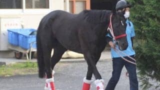 【大阪杯】コントレイル陣営「結果にこだわるレースを」/ねぇさんのトレセン密着