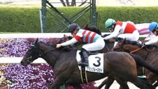 【阪神5R】ジュンブルースカイが人気に応える