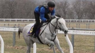 JRAブリーズアップセールに向けて「育成馬展示会」が開催