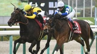 【次走】チューリップ賞同着VエリザベスタワーはスイートピーSへ、岩田康誠騎手と新コンビ