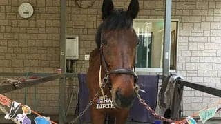 皆に好かれ可愛がられる馬に…！ 励ましを受け変化を遂げた元競走馬/佐々木祥恵