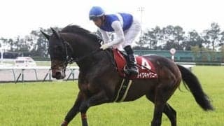 今年は阪神開催のマイラーズＣ。馬券のサインはもちろん、阪神にアリ？