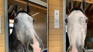 【天皇賞・春】めっちゃ可愛いおばけ!? ゴースト初GIへ「無事だったからこそ前向きに」