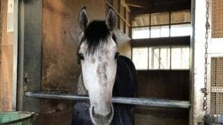 【天皇賞(春)】メイショウテンゲン陣営「前走で気持ちはかなり戻ってきた」/ねぇさんのトレセン密着 