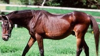 コロナ禍で中止や延期…馬イベントの行方に募る不安