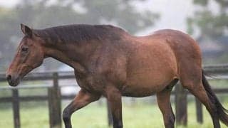 満33歳のナイスネイチャ、今年もバースデードネーションを実施 1万人以上の支援で約2700万円の寄附金が集まる