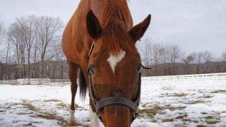 アグネスデジタル　17年間の種牡馬生活を終えて「これからは元気で1日でも長く生きてほしい」