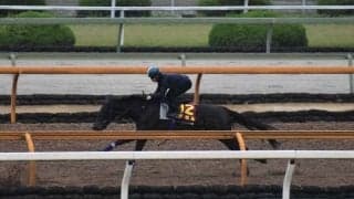 デゼル、ヴィクトリアM1週前追い切り速報/栗東トレセンニュース