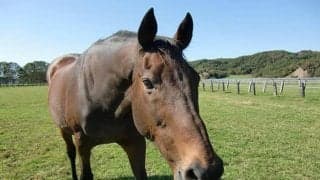 “ウマ娘”効果で支援者1万人超え！ ナイスネイチャ 5回目のバースデードネーション