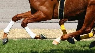 シュネルマイスター、G1初V“鼻差の差し切り”に海外称賛「地元馬の支配的レースで…」