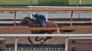 【京王杯SC出走馬・騎手確定】ラウダシオン＆M.デムーロ騎手、タイセイビジョン＆C.ルメール騎手など17頭