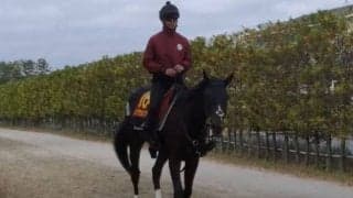 【ヴィクトリアマイル】リアアメリア中内田師「大きな舞台で能力的には十分足りている」/ねぇさんのトレセン密着